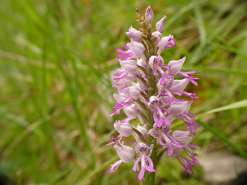 Orchis militaris